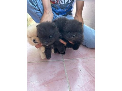Pomeranian boo yavrularım yuvalarını arıyorlar
