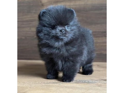 Özel renk nadir kalite pomeranian
