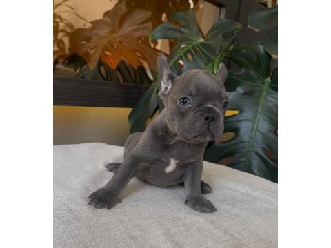 Rengarenk french bulldog yavrularım egzotik