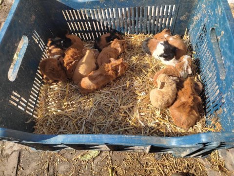 Ginepigler sütten yeni kesildiler
