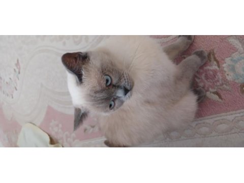 Safkan british shorthair