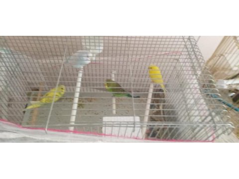 Yavru ve yetişkin çift kuşlar