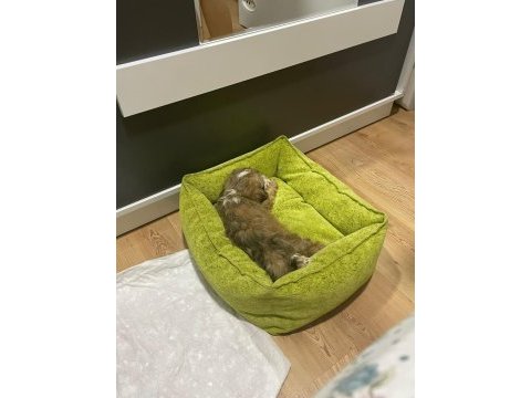 Morkie yavrumuzu sahiplendiriyoruz