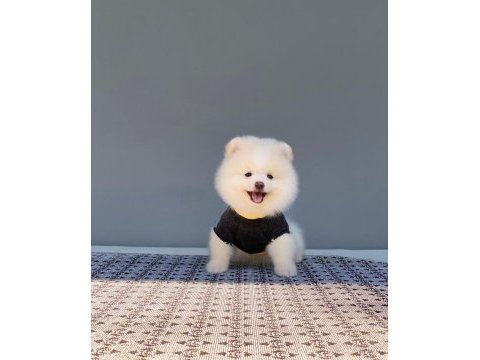 Pomeranian yavrularımız