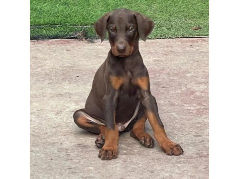 Türkiyenin en güvenilir çiftliğinden doberman