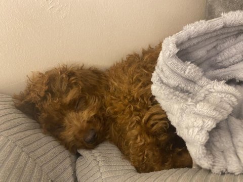 Veteriner destekli toy poodle