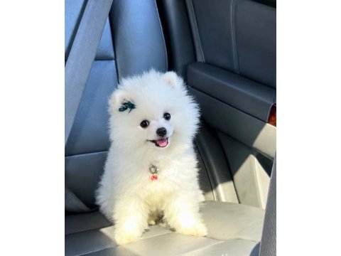 Teo isimli pomeranian yeni aile arıyor