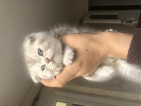Scottish fold silver