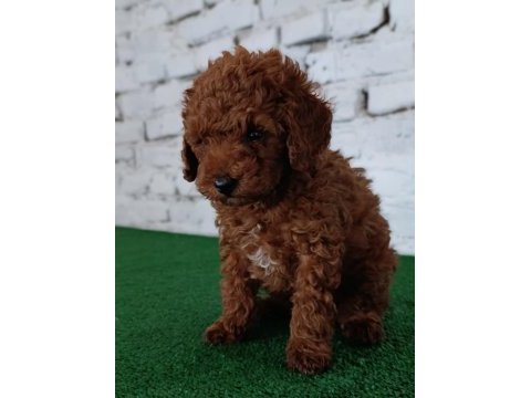 Toy poodle yavrumuz