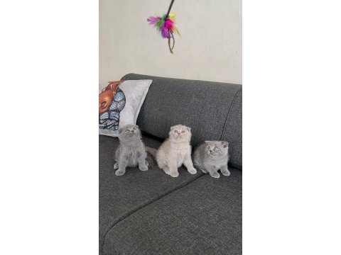 Scottish fold