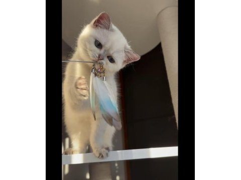 En güzel dost kedimiz boby