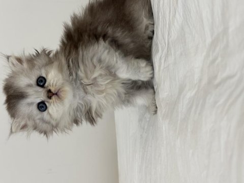 Son 2 yavru british shorthair