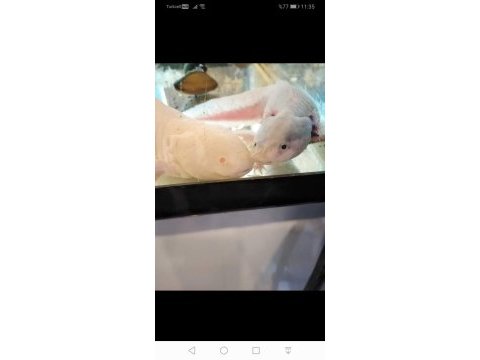 Axolotl meksika semenderi
