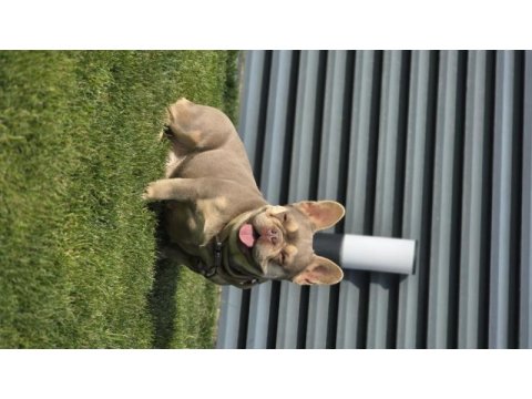 İsabella tan french bulldog (fluffy-coco) carrier