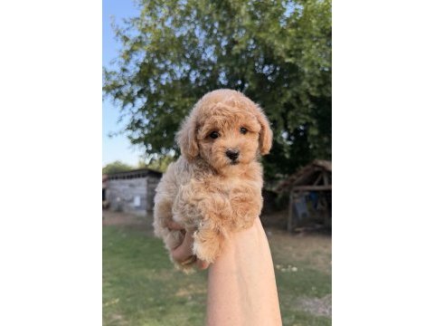Sütlü kahveli maltipoo oğlumuz