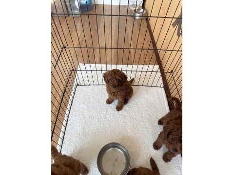 Kore poodle
