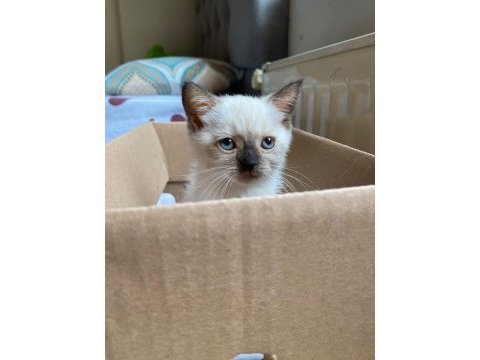 British shorthair güzelime yuva