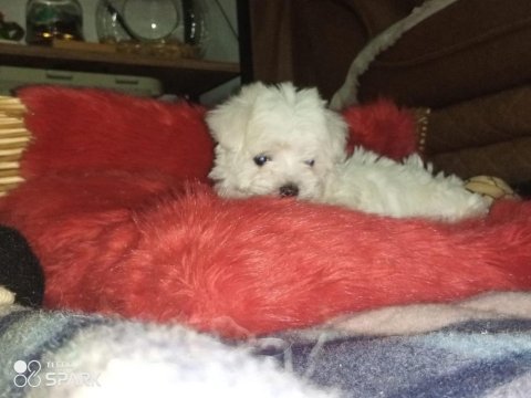 Maltese terrier yavru dişi