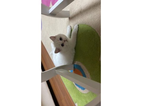 Kızımıza yeni ev british shorthair