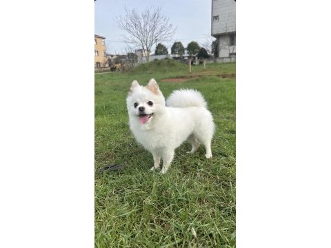 Pomeranian boo köpeğim