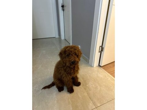 6 aylık toy poodle
