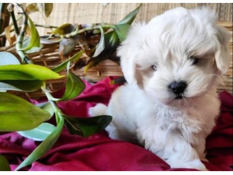 Maltese terrier yuvamın minik patilileri