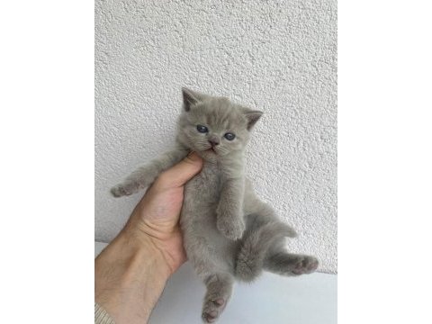 British shorthair kedisi