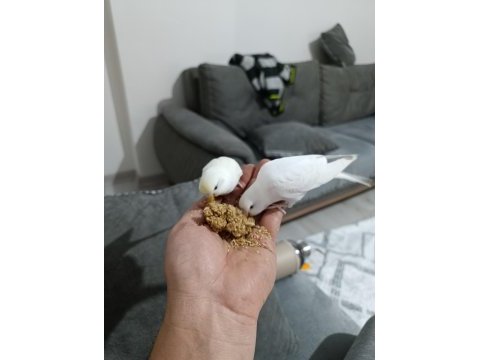 5 aylık eş renk güzeli oyuncu muhabbet kuşu yavrular
