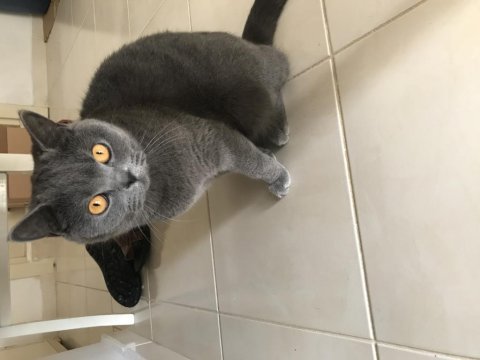 2 yaşında dişi british shorthair
