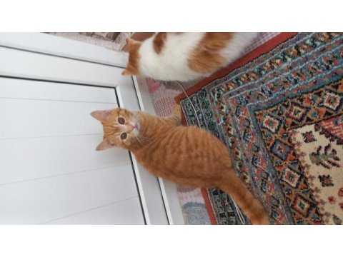 Aslan kedimiz yuvasını arıyor çok acil