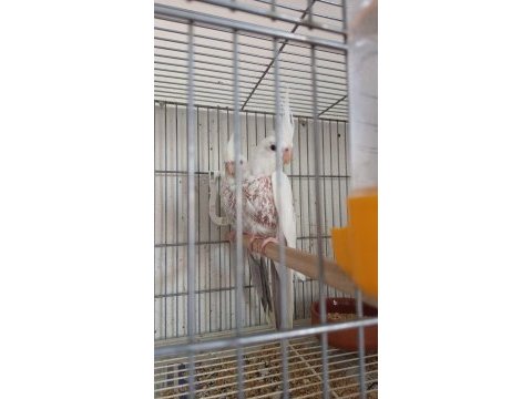 Sezonun son sultan yavruları 2 aylık bebek kuşlar