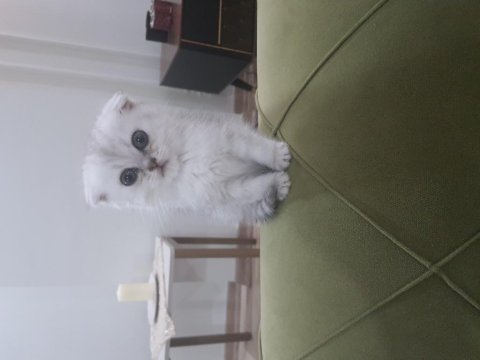 Silver scottish fold