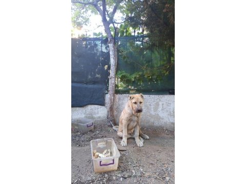 Kangal yavruları