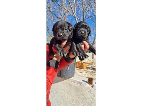 Dev cane corso a kalite yavrularımız