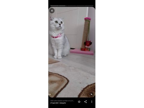 Scottish fold dişi