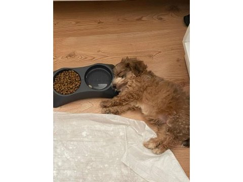 Morkie cinsi cokie yavrumuzu sahiplendiriyoruz