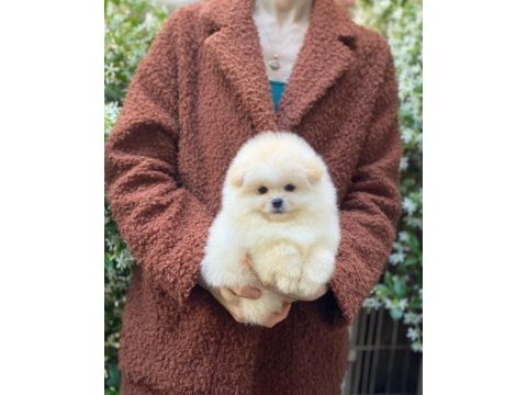 Orjinal pomeranian