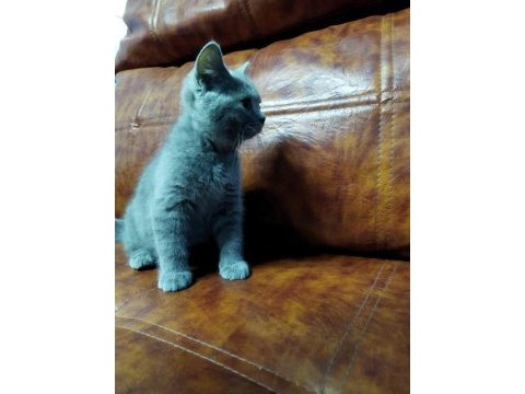 Muhteşem güzellikte british shorthair yavrularımız