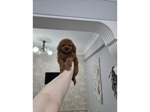 Orjinal her boy toy poodle bebekler