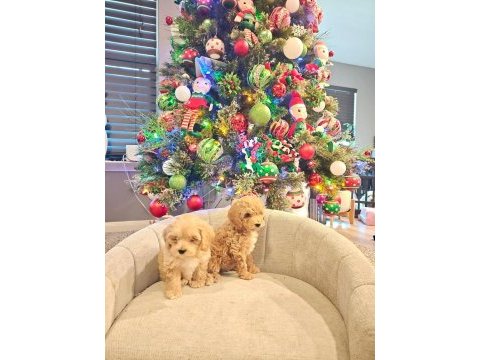 Yeni yıl maltipoo bebekleri yeni evine gitmeye hazır