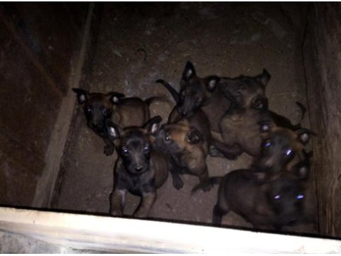 Kişi ve alan koruma malinois