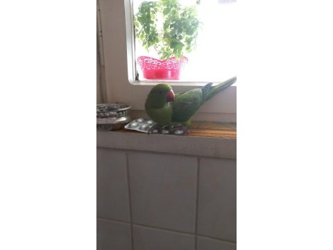 1 yaşında pakistan papağanı