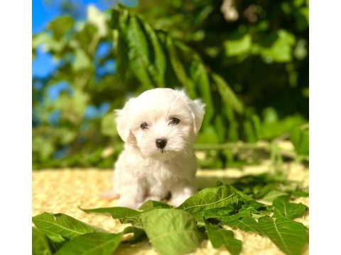 Kar beyaz maltese terrier yavrular