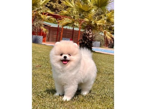 Daha iyisi yok gercek teddy bear pomeranian