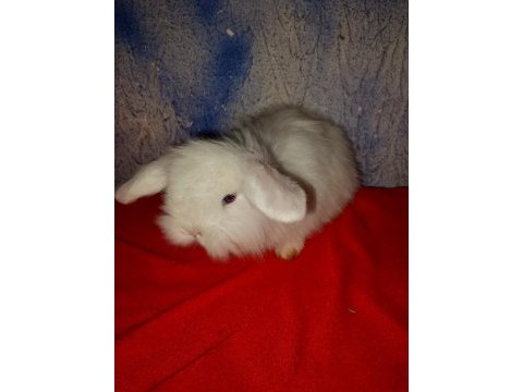 Teddy lop tavşan yavrular mavi göz