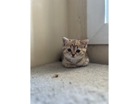 Sağlıklı british shorthair hazır yavrular
