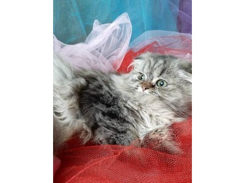 Çok güzel highland scottish fold