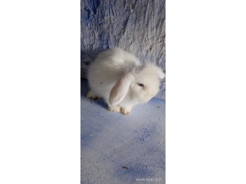 Damızlık altı teddy lop tavşanlar 3 aylık