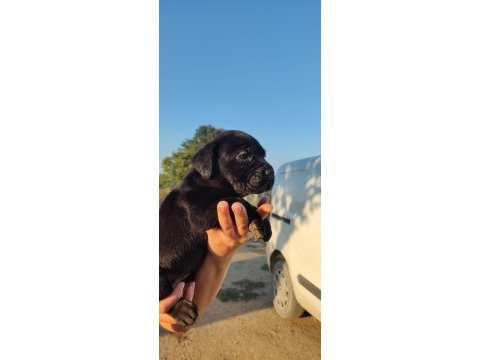 Dünya şampiyonu kan hattı cane corso