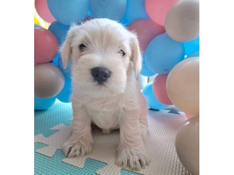 Minyatür schnauzer bebekler